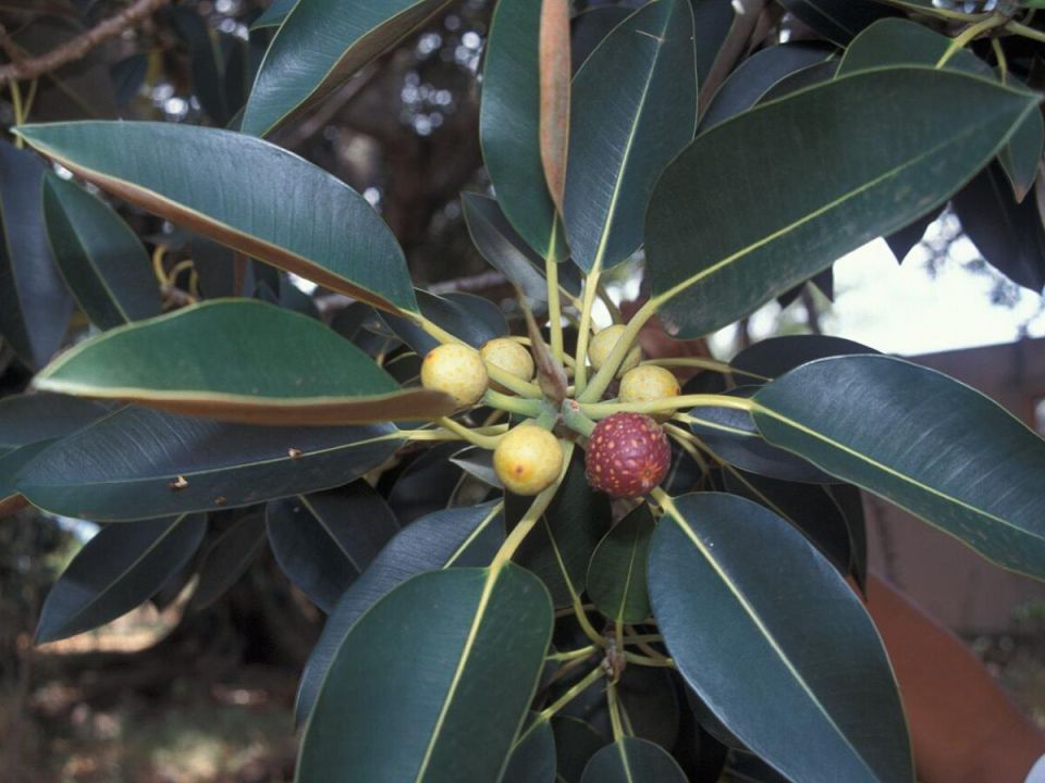 ������ ������� ������ ����� �������� ��� �������� ��������