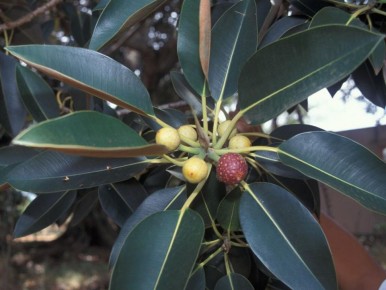 Почему обрезка фикуса имеет значение для здоровья растения