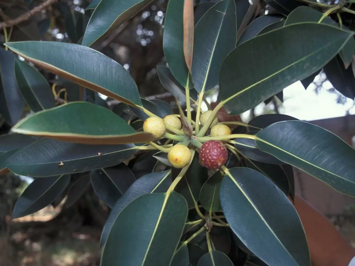 Почему обрезка фикуса имеет значение для здоровья растения