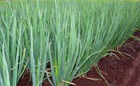 Лук шалот и кущевка: как вырастить и почему это стоит сделать