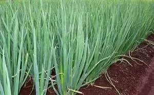 Лук шалот и кущевка: как вырастить и почему это стоит сделать