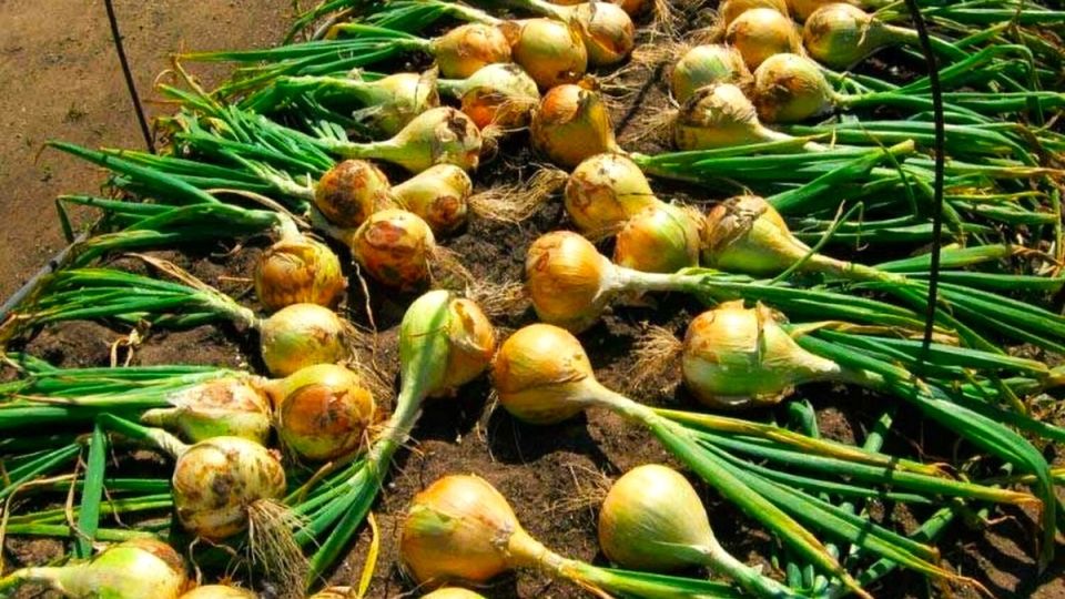 ������� �������� ������� ���� ���������: ������� ������ � ����