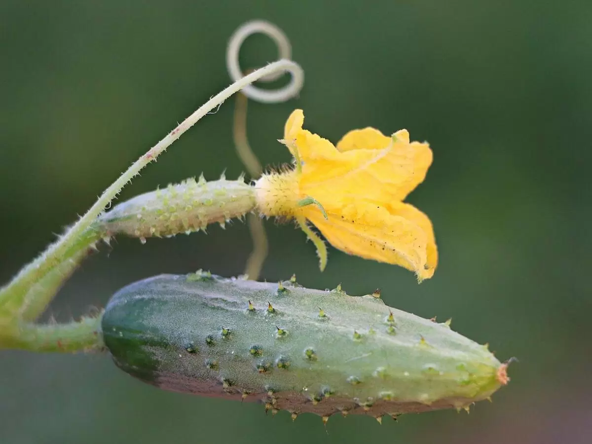 Как добиться идеального вкуса огурцов в жару: секреты успешного полива