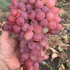 Виноград цвета сакуры: гармония вкуса с мускатным акцентом