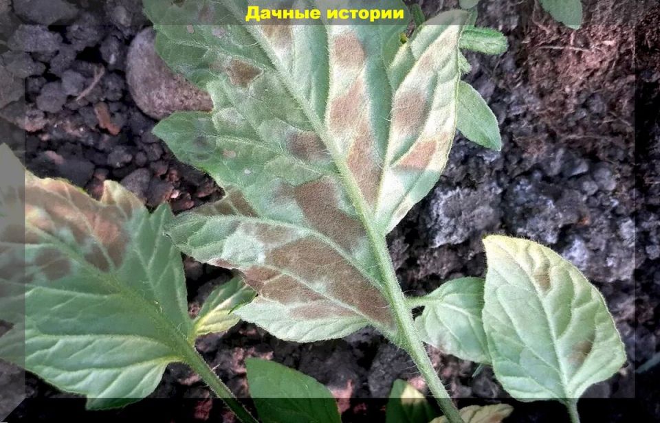 ��� ���������� ������� �������: ������������ � ������������ � �������