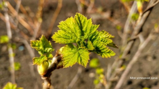 Как защитить кусты смородины и крыжовника от болезней: советы по обработке