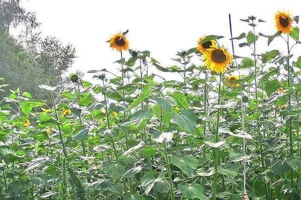 ������ ����� ������������� ���������� �������� ���������?