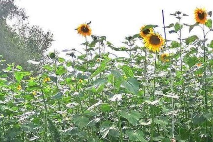 ������ ����� ������������� ���������� �������� ���������?