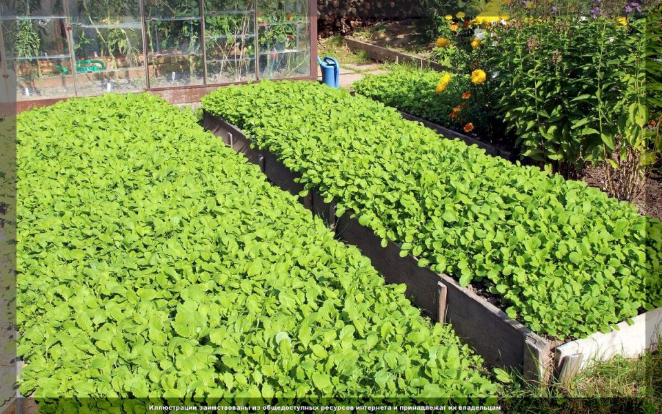 ������ ������� ������� ���������: ������� ��� ������ �������