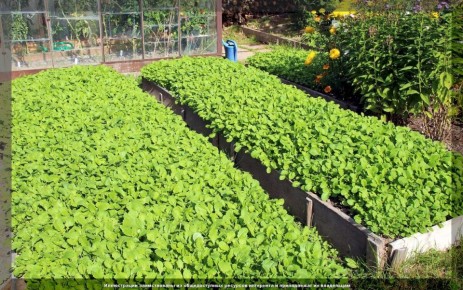 ������ ������� ������� ���������: ������� ��� ������ �������