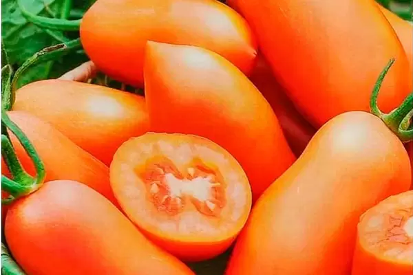 Томат Пальчики оближешь: идеальный выбор для каждого огорода