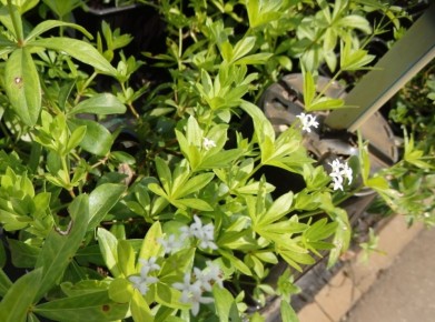 �����������: ��������� ��� �������� �������� ��� ������ ����?