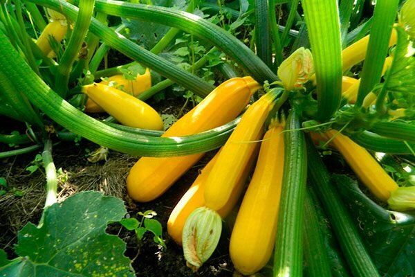 ������� ����� �������: �����������, ����������� � ������ �� �����