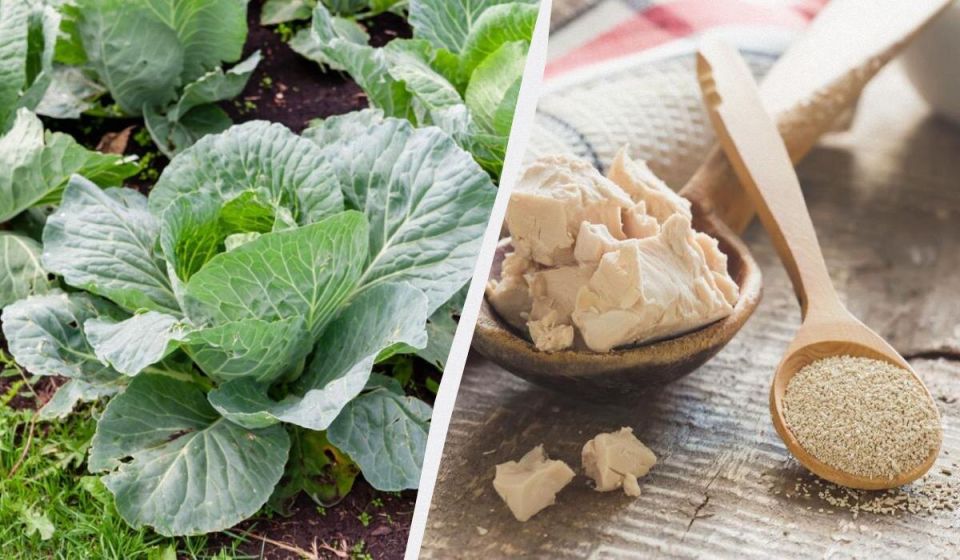 ��� ������ ������� ������� '�������' �� ������� ������