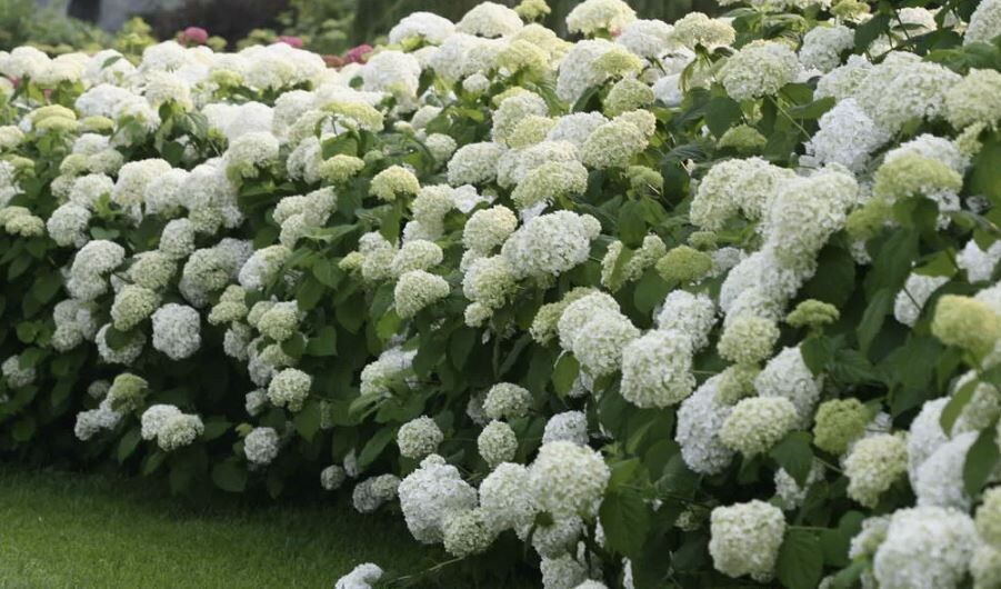 ��� ������� ��������� ���������� ��� ��� � �������� �����