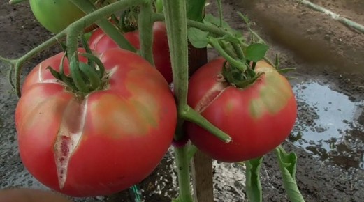 ������ ���� �������� ���������� � ��� ����� ��������: ������� ��������� ������