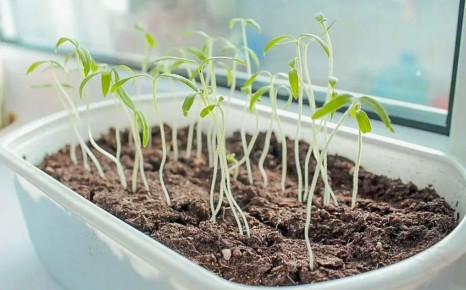 ���-7 ���������������� ������ ��� ����������� �������