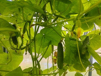 ������, ������� ����� �������� ���� �������: ��� �������� ����������