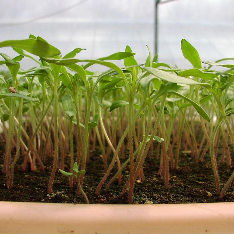 �����������: ��������� ���������� ������ �����