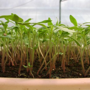 �����������: ��������� ���������� ������ �����