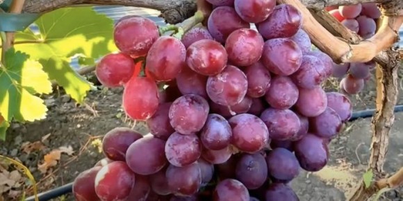 �������� ���������: ���������� �������� � ����������� ����� �� ���������� ������