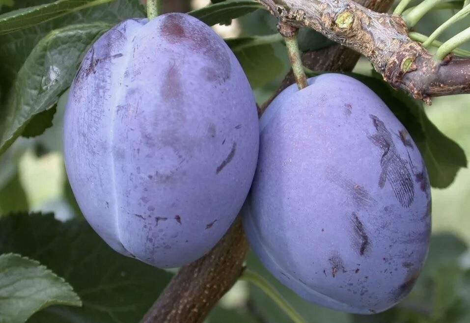 ��� ������� ��������� ���� ����� ��� ����� ����: 7 ������ ����������� ���������