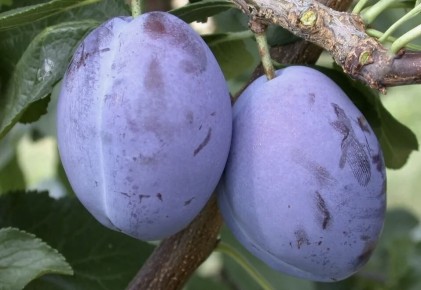 ��� ������� ��������� ���� ����� ��� ����� ����: 7 ������ ����������� ���������