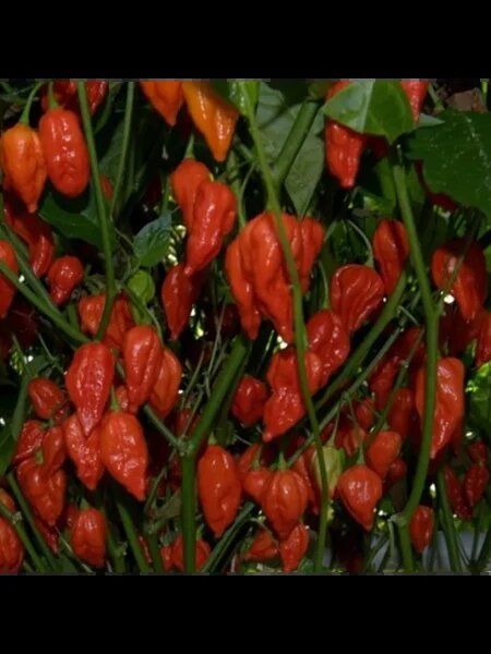 ����� ���� ������: ���������� ���� ��� ��������� ���������