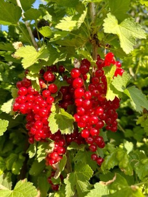 ���� ��� ���������: ������� ������ �������� ������ � �������� ���� ����