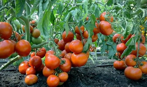 ������������� ����� ������� ��� ������� � ��������� �����������