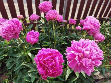 ��� �������� �������� ������: ������� �� ������� ���������