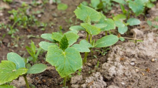 ��� ��������� ���� �������� ���������� ��������� ����� ��� �������