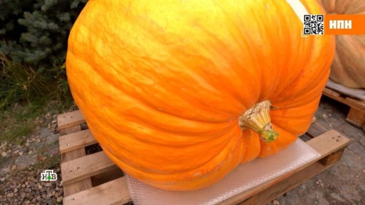 �����: ������� ��������, ������� ����������� ������������