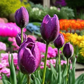 ��� ��������� ����� ��� �� �����: ������������ ����������� ��� ��������������