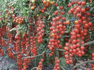 �����, ������� ������� ������, �� ������������ �����������