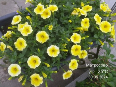 ������ '�������� �����': ����� ������ � ���� �����������