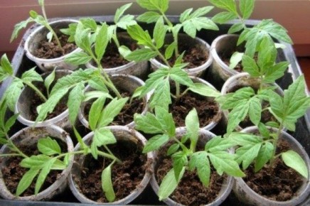 ��������� ������� ��������� ������� ���������: ����� � ��� �������� ��� ������������� ������