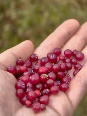 ���� ������� ���������, ������� ������������ ����� � ������ ������������