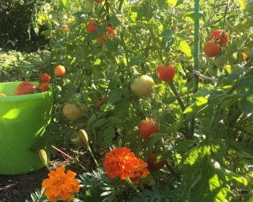 ����������� �������: ������ ������� ������������� ����������� ��������������