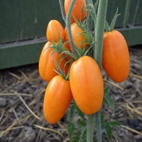 ����� �������: �������� ��� ����� ������� � ������ ���������� �������