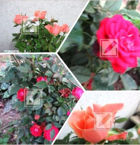 ���� �������: �������� � �������� ��� ������ �� ����?