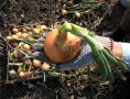 Недорогой секрет урожая: как суперфосфат давит перегной