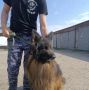 Собачья «пенсия»: в Удмуртии проводили на заслуженный отдых пса-охранника