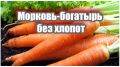 Умные грядки: как увеличить урожай моркови на 40% с минимальными усилиями
