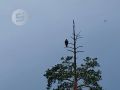 Один из читателей «Сусанина» заметил в парке Кирова в Ижевске достаточно большую хищную птицу