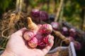 Редкие овощи для дачи: на что обратить внимание в garden-распространении