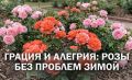 ����������� �����-����: �������� ��� ���� ������� � ������