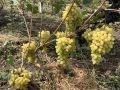 Виноград «Алекс»: ранний урожай с мускатным привкусом без косточек