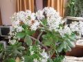 Как заставить денежное дерево зацвести зимой