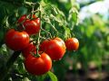 Как солнечные лучи формируют вкус ваших помидоров: секреты идеального урожая